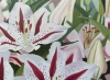 Pink and White Lilies