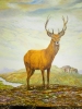 Scottish Stag