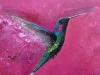 The Joy of Hummingbirds