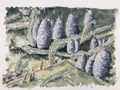 Balsam Fir