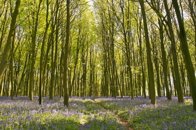 A Walk in the Beech Woods