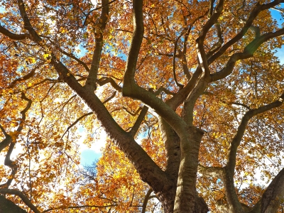 Autumn Canopy