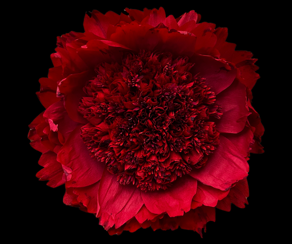 Blood Peony