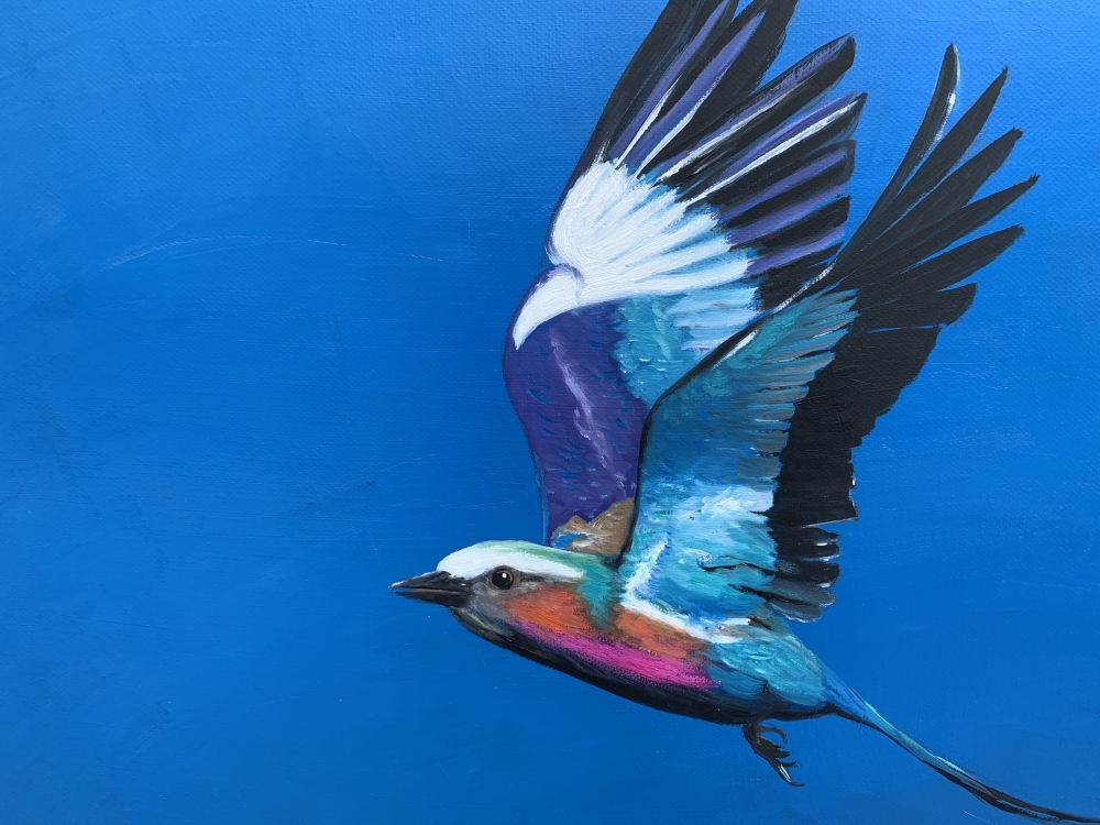 Lilac Breasted Roller In Flight