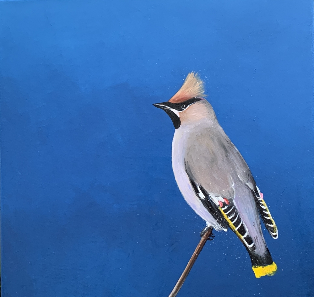 Bohemian waxwing