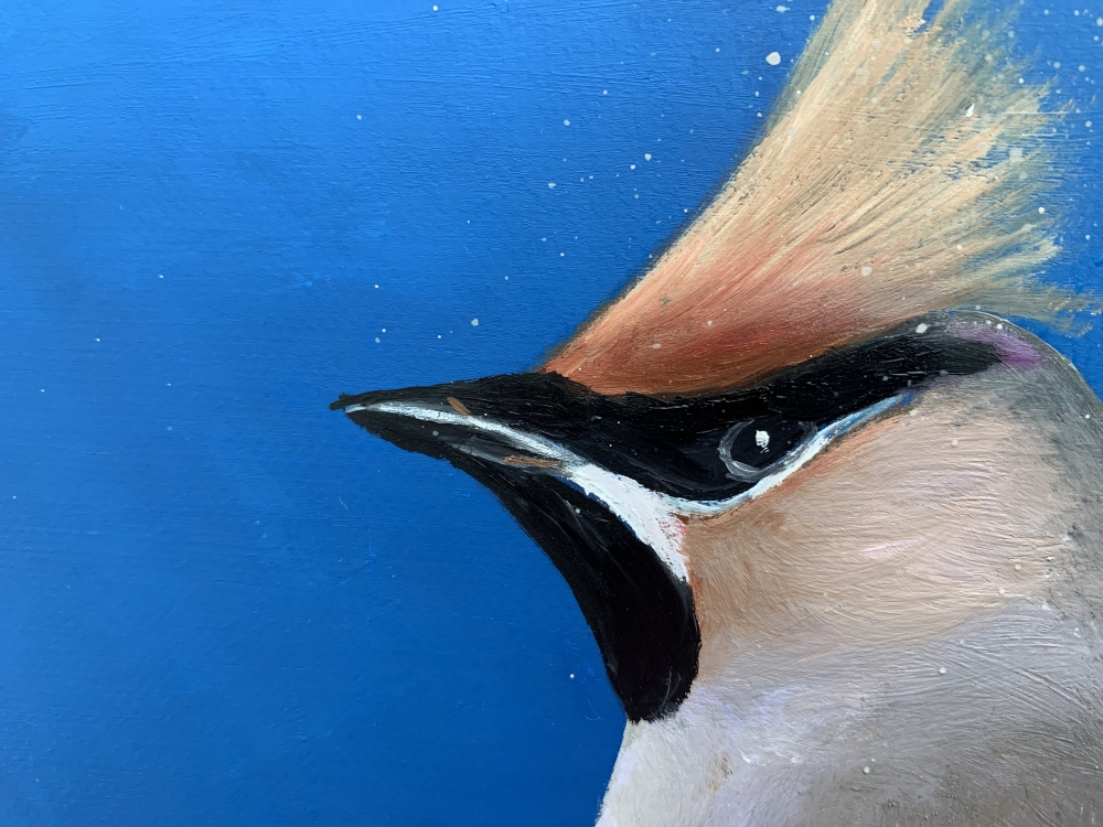 Bohemian waxwing