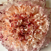 Bronze Age Peony