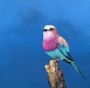 Lilac Breasted Roller