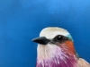 Lilac Breasted Roller