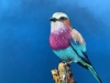 Lilac Breasted Roller