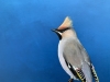 Bohemian waxwing