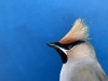 Bohemian waxwing