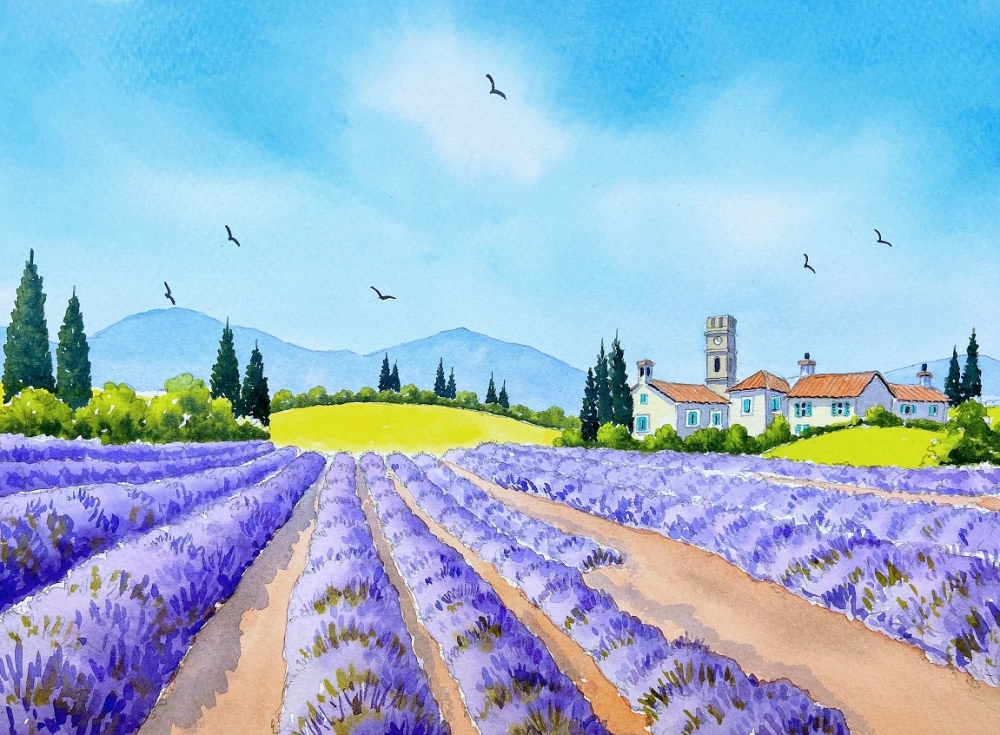 Provencal Lavender Field 