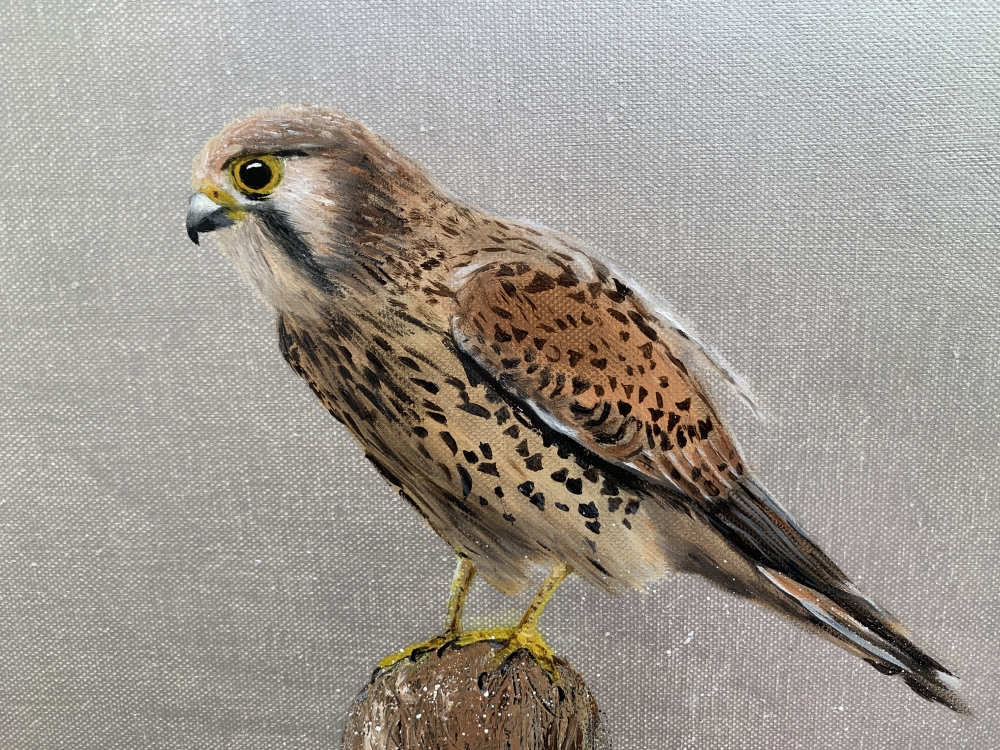 Female Kestrel