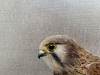 Female Kestrel