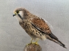 Female Kestrel