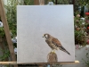 Female Kestrel