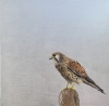 Female Kestrel