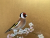 Goldfinch on Cherry Blossom