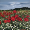 Poppy Field