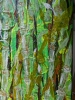 Bamboo 2