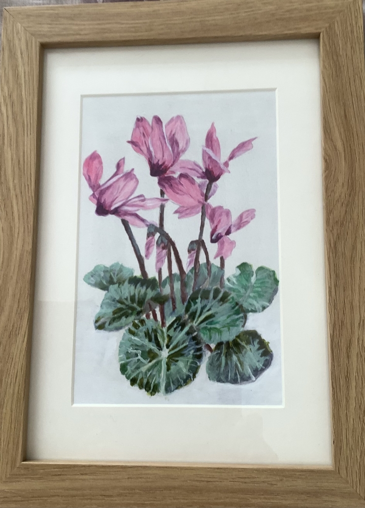 Cyclamen.