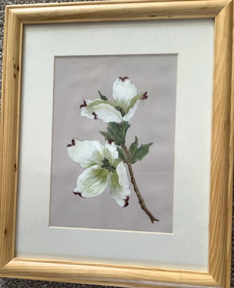 Dogwood blossom 