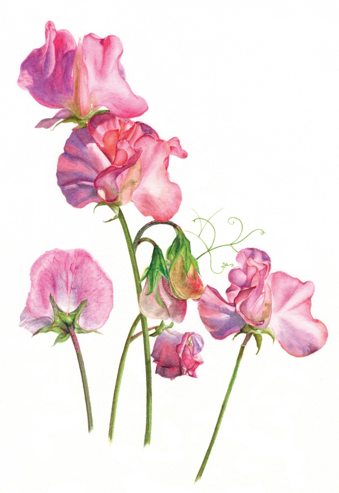 Sweet Peas from the Garden