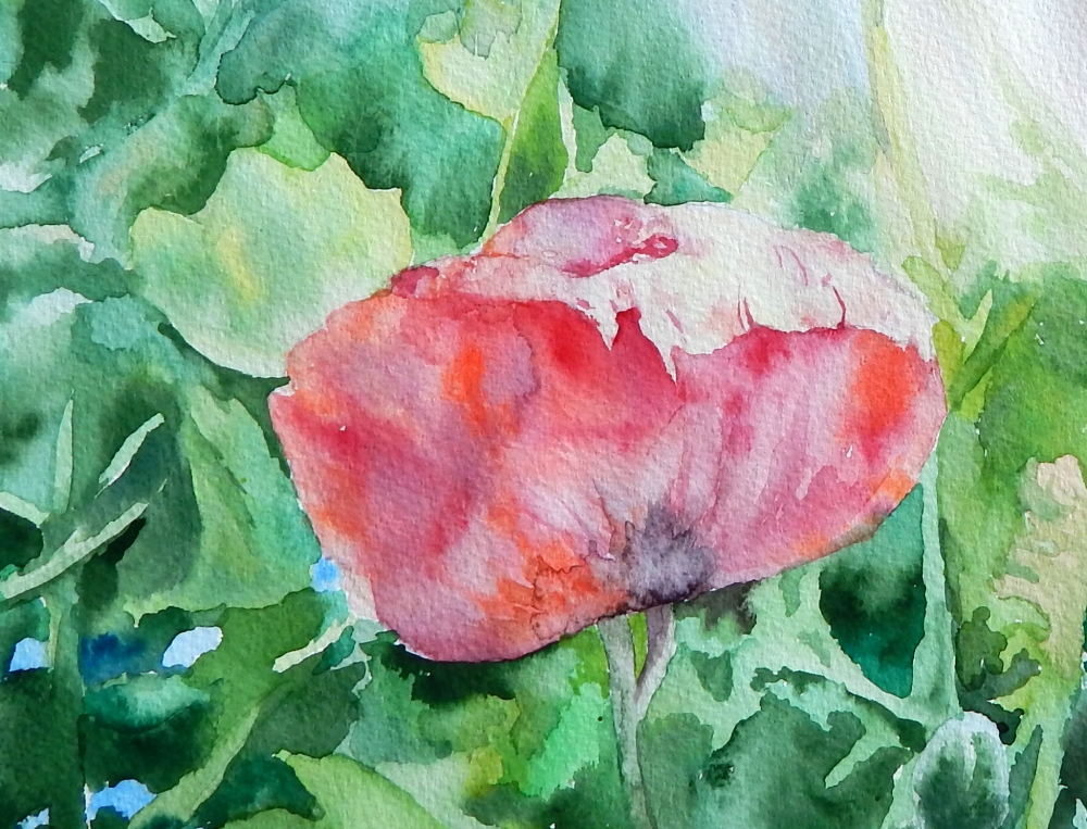 Poppies in the garden watercolour version