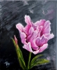 Pink Tulip