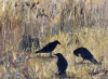 Late Summer Cornfield, Crows & Cornflowers