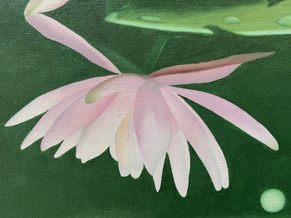 Water Lily