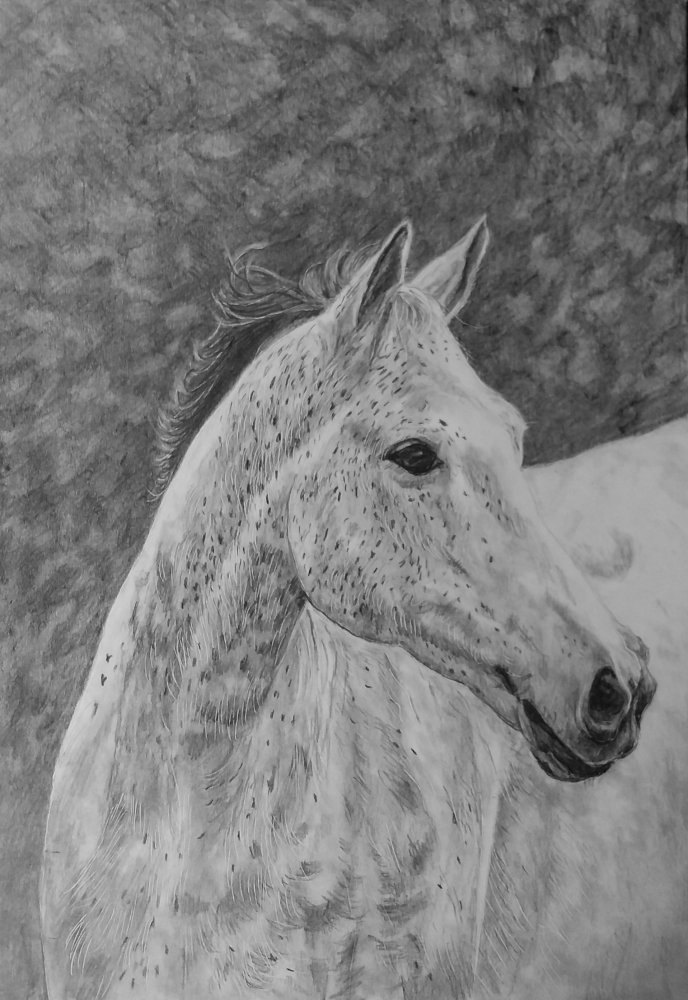 Beautiful Horse 