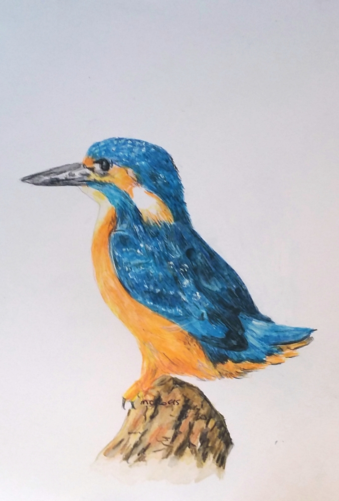 Kingfisher