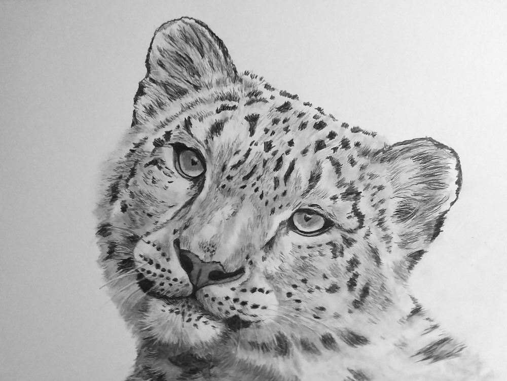 Snow Leopard