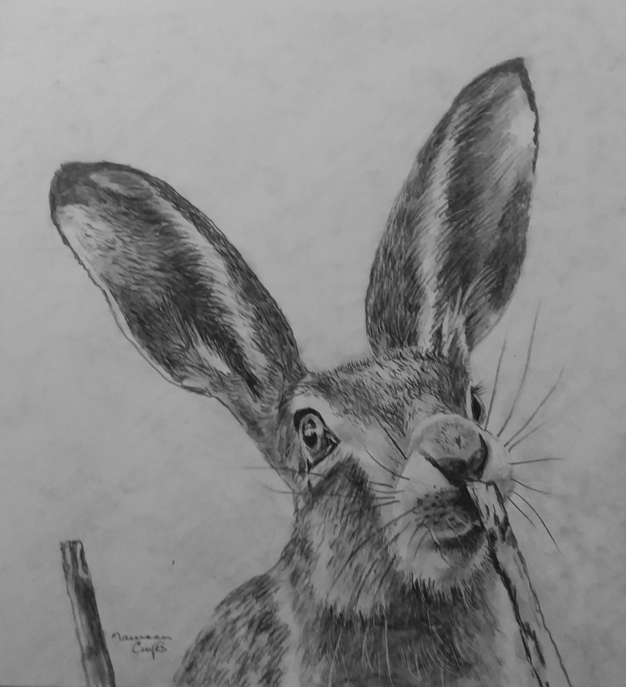 Cute Hare