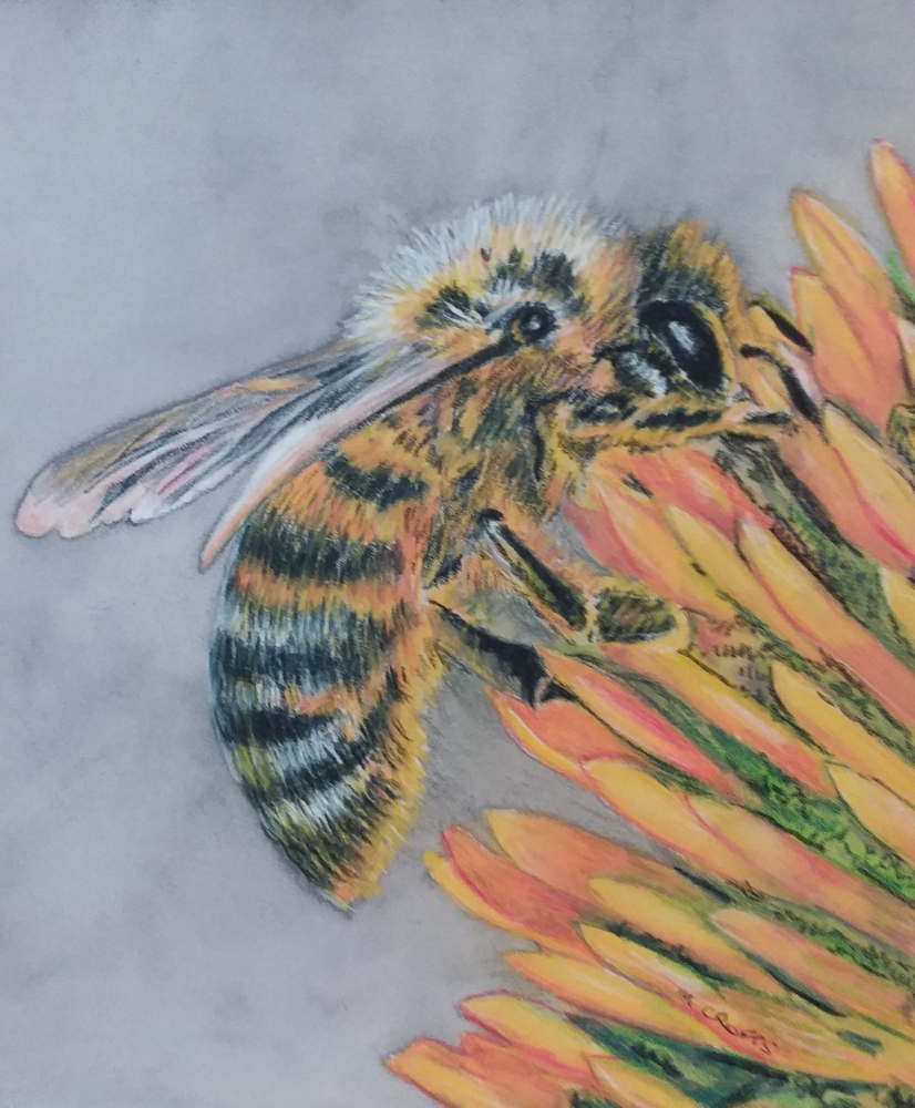 Beautiful Bee