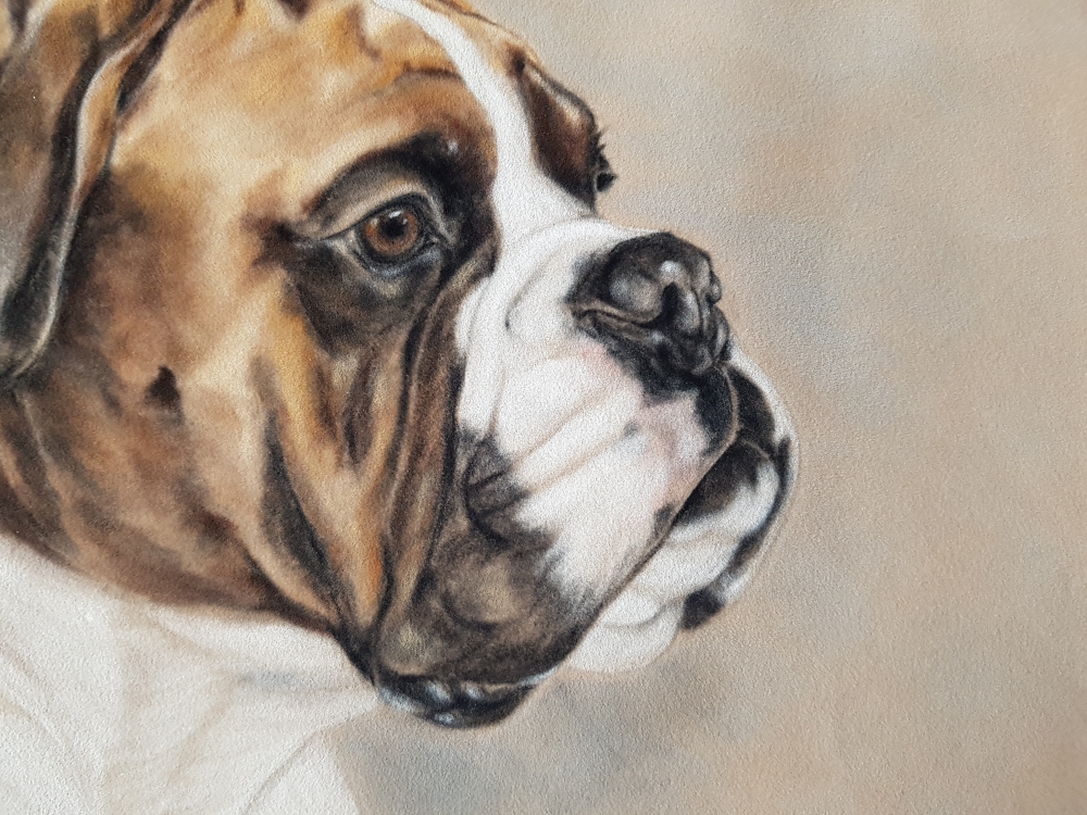Boxer Expressions
