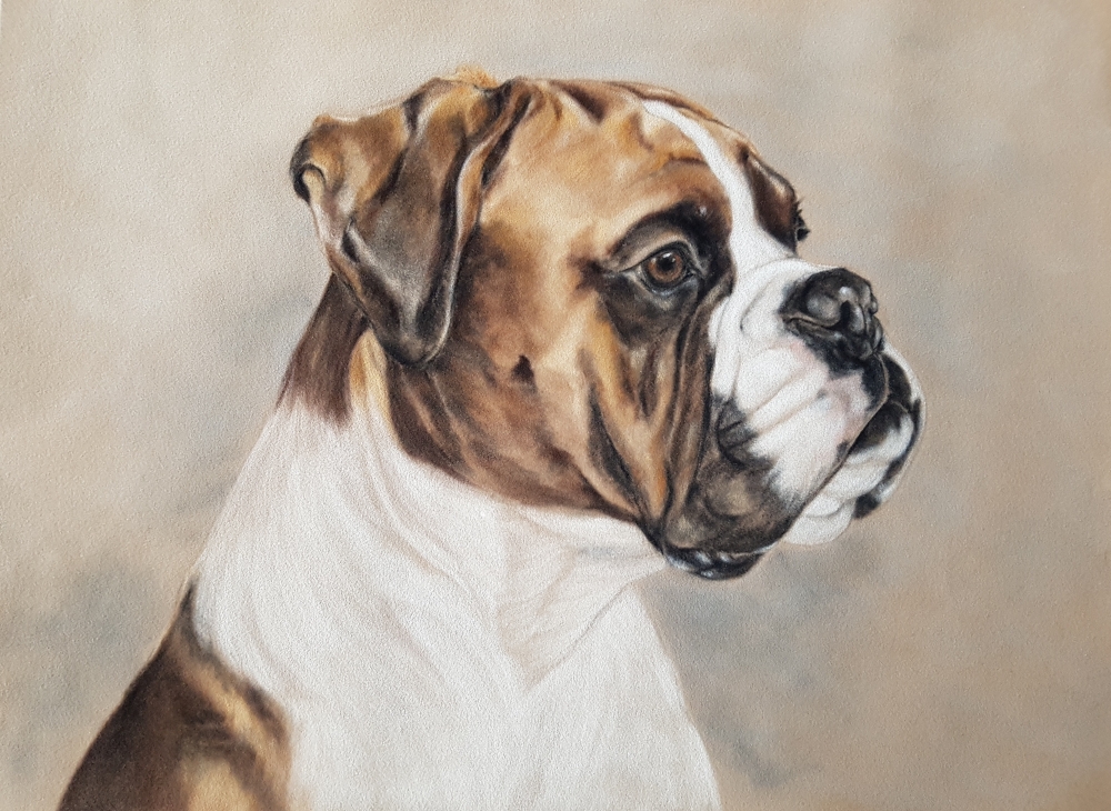 Boxer Expressions