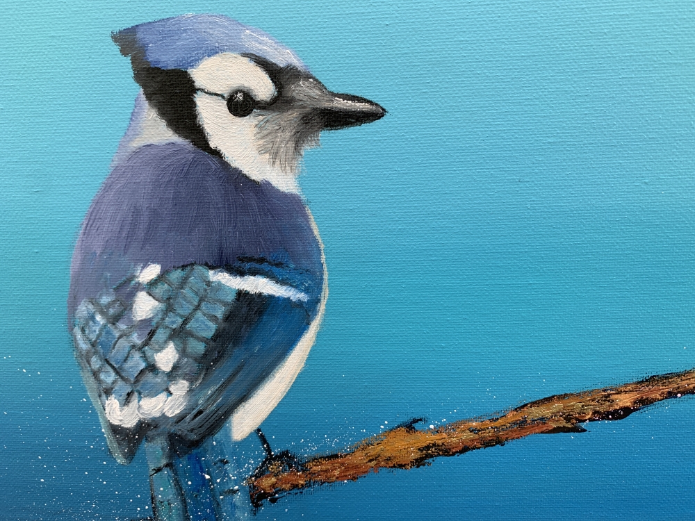 Young Blue Jay