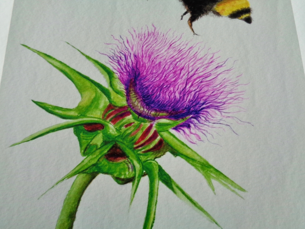 Bumblebee and Thistle - Limited Edition Fine Art Print