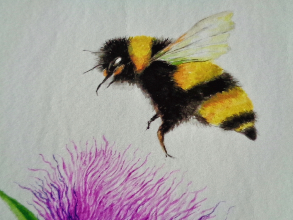 Bumblebee and Thistle - Limited Edition Fine Art Print