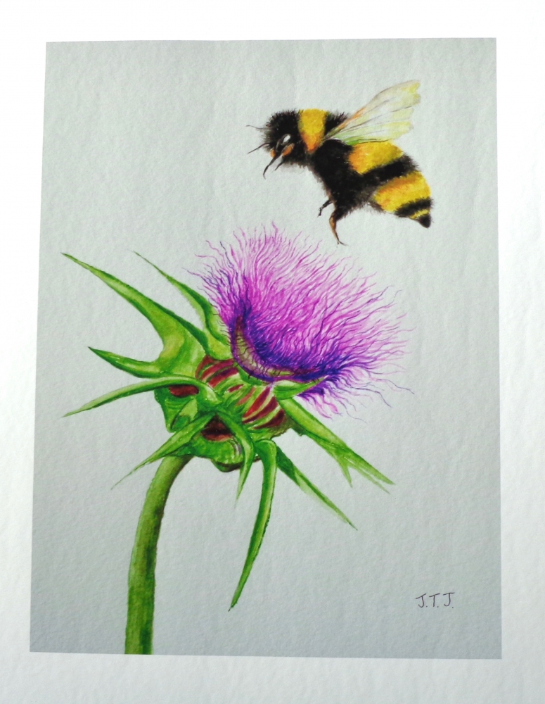 Bumblebee and Thistle - Limited Edition Fine Art Print