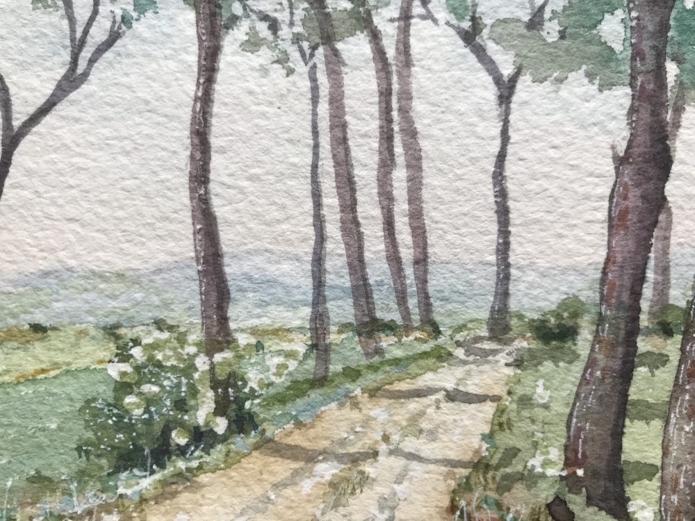 Umbrella pines at San Fatucchio, Umbria