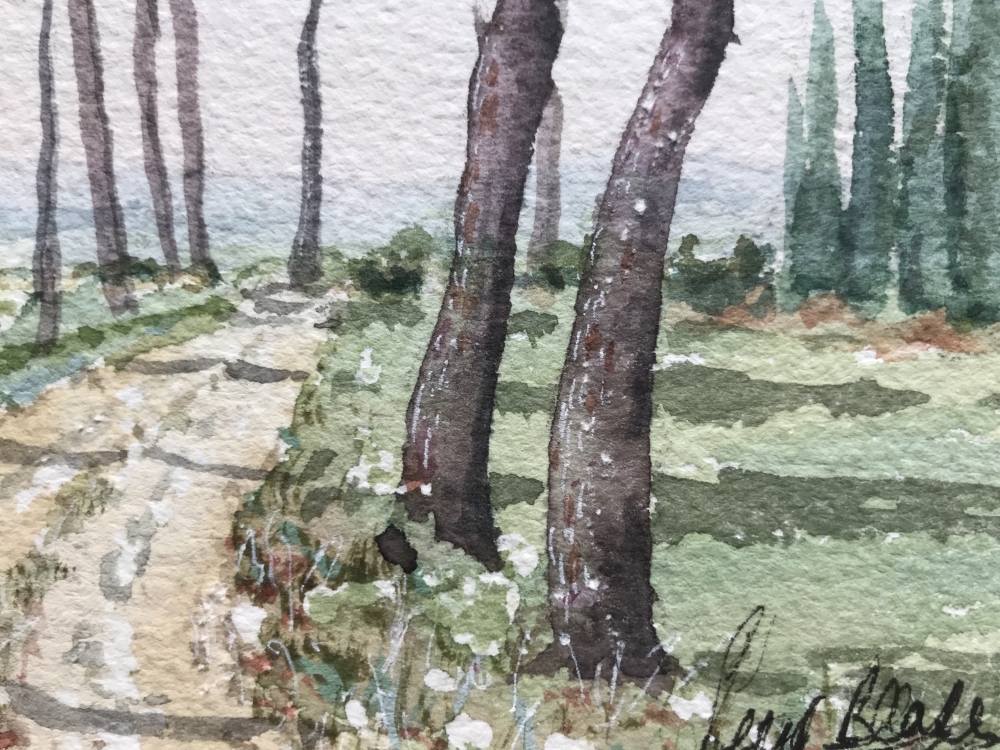 Umbrella pines at San Fatucchio, Umbria