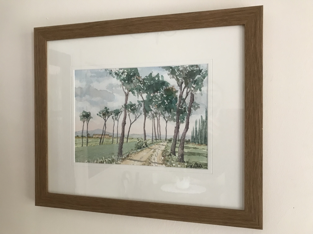 Umbrella pines at San Fatucchio, Umbria