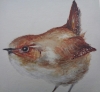 Jenny Wren