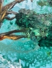 California pine