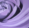 Lilac Rose