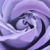 Lilac Rose